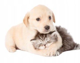 DOMEK DLA KOTA LEGOWISKO BUDKA PLUSZOWY MIĘKKI KOJEC BUDA Fortrade